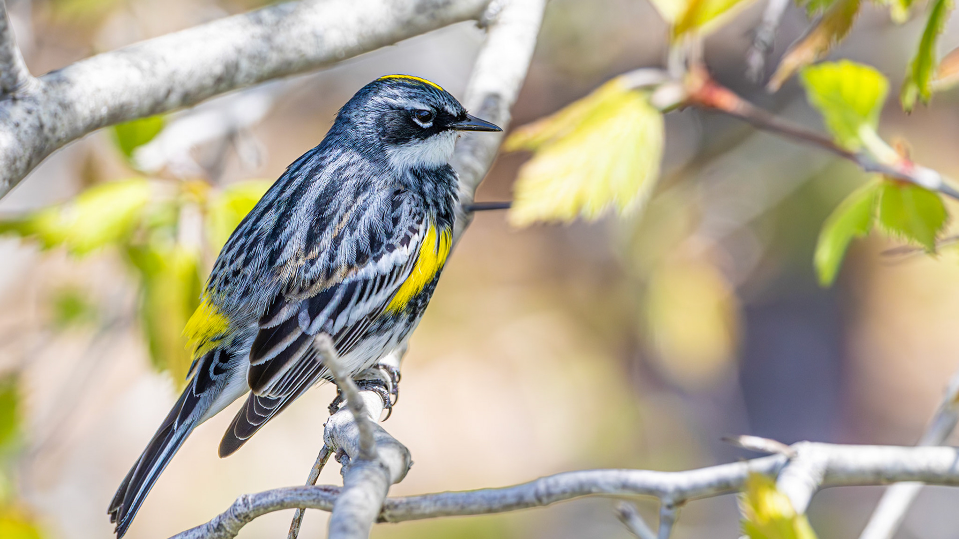 | Paruline à croupion jaune mâle | Réserve naturelle du Marais-Léon-Provancher | 23 mai 2026 |