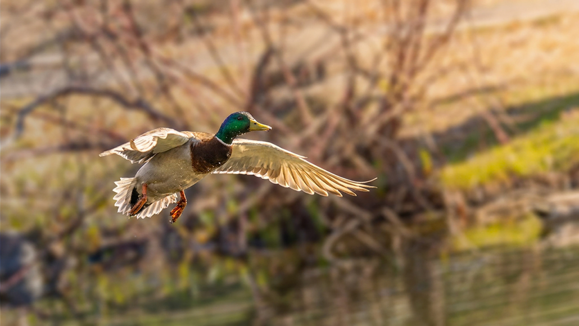 | Canard colvert | Domaine Maizerets, Québec | 3 mai 2026 |