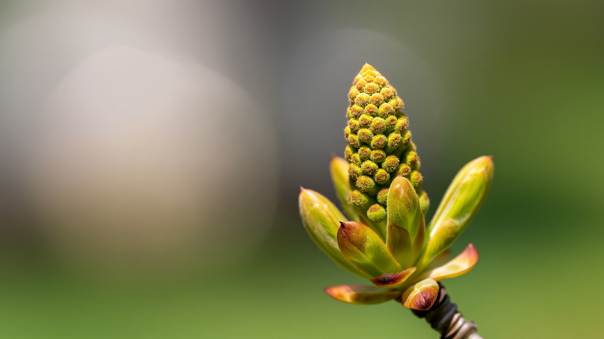 | Flore | Parc des Moulins, Québec | 9 mai 2026 |