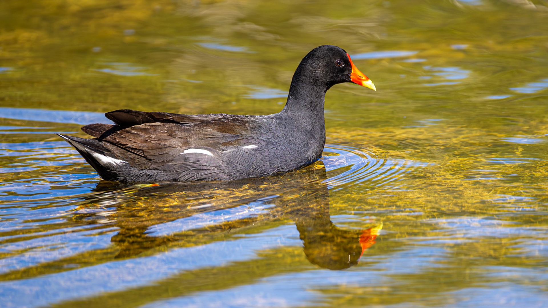 | Gallinule d'Amérique (poule d'eau) | Réserve naturelle du Marais-Léon-Provancher | 23 mai 2026 |