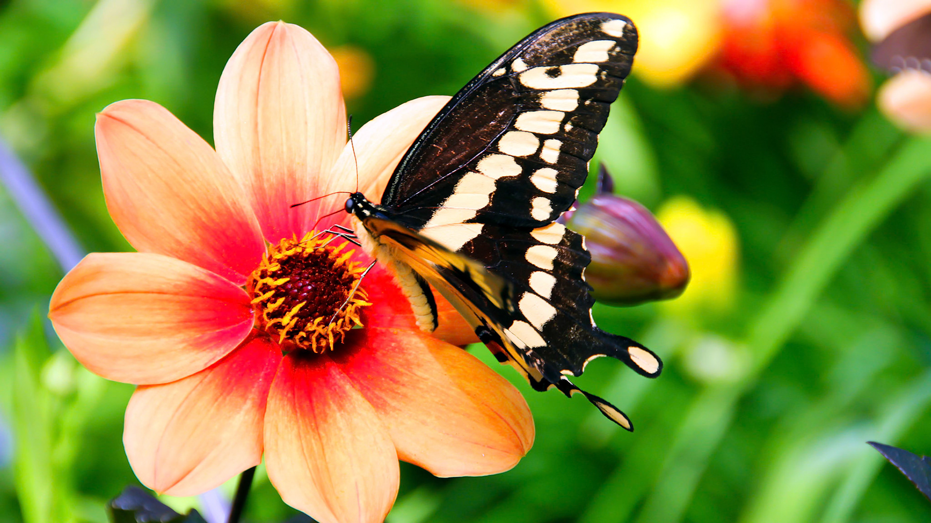 Aux hasards des couleurs