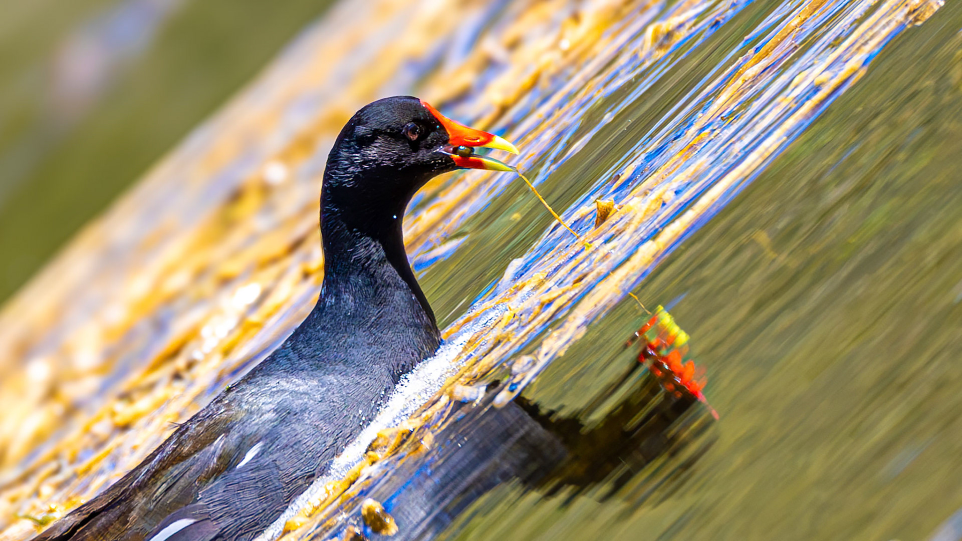 | Gallinule d'Amérique (poule d'eau) | Réserve naturelle du Marais-Léon-Provancher | 23 mai 2026 |