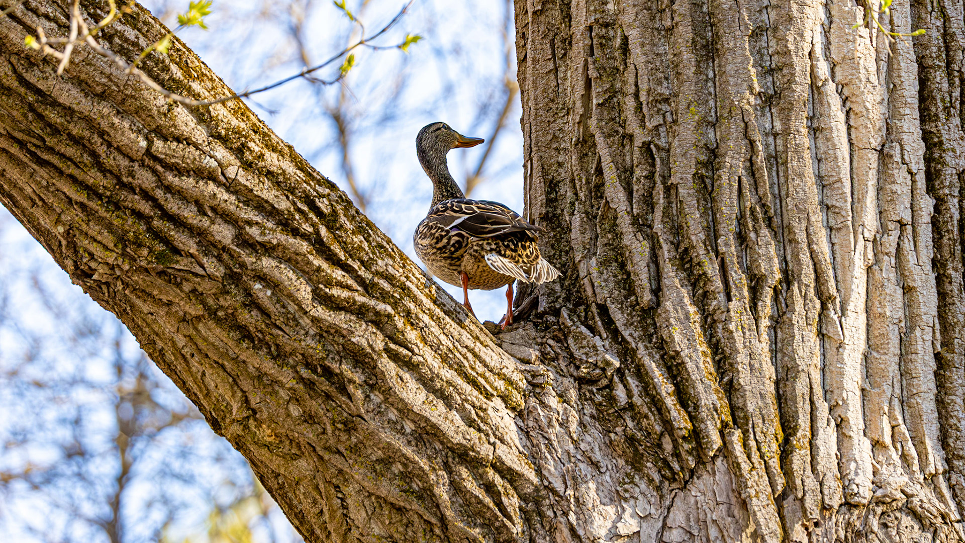 | Canard colvert femelle | Domaine Maizerets, Québec | 11 mai 2026 |