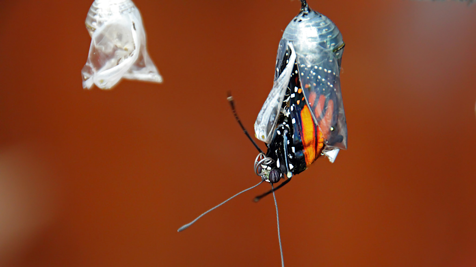 Chrysalide au Costa Rica