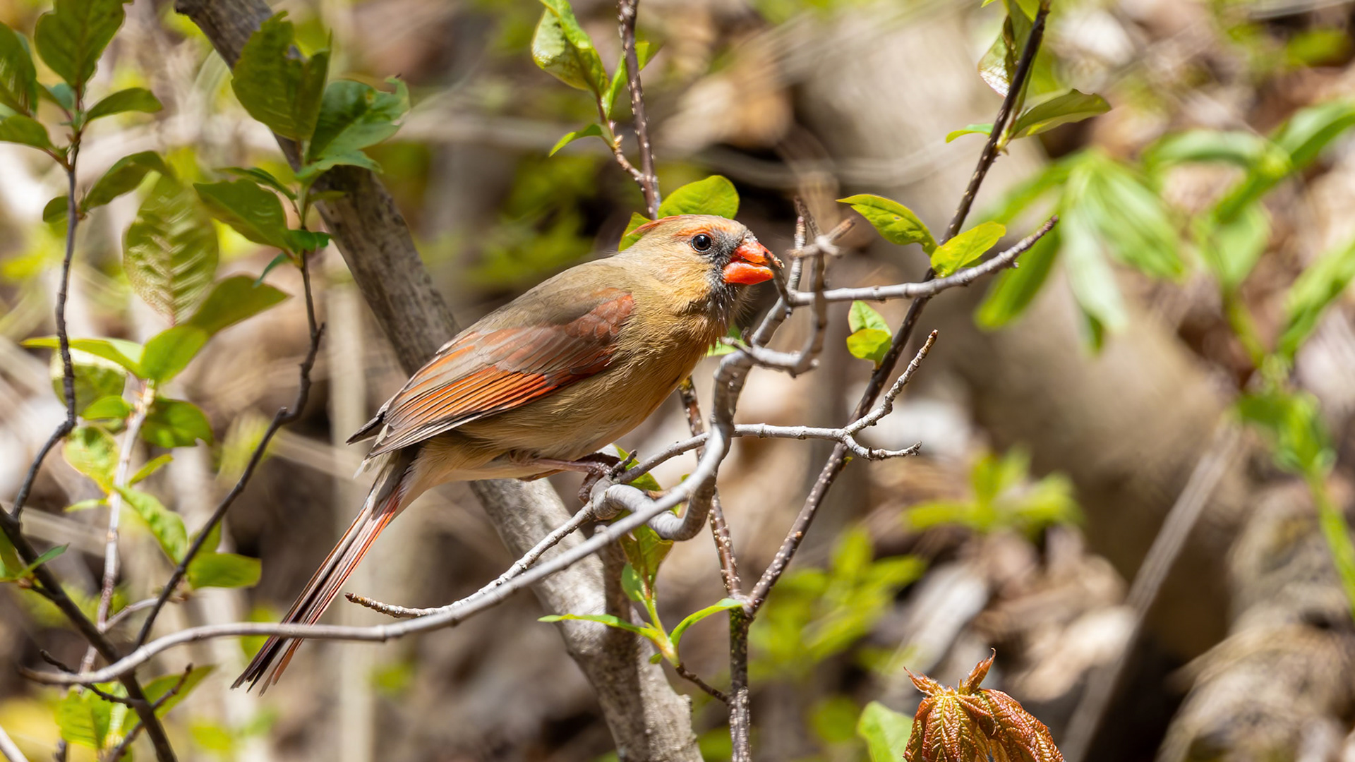 | Cardinal Rouge Femelle | Secteur du barrage Saint-Jacques, Québec | 13 mai 2026 |