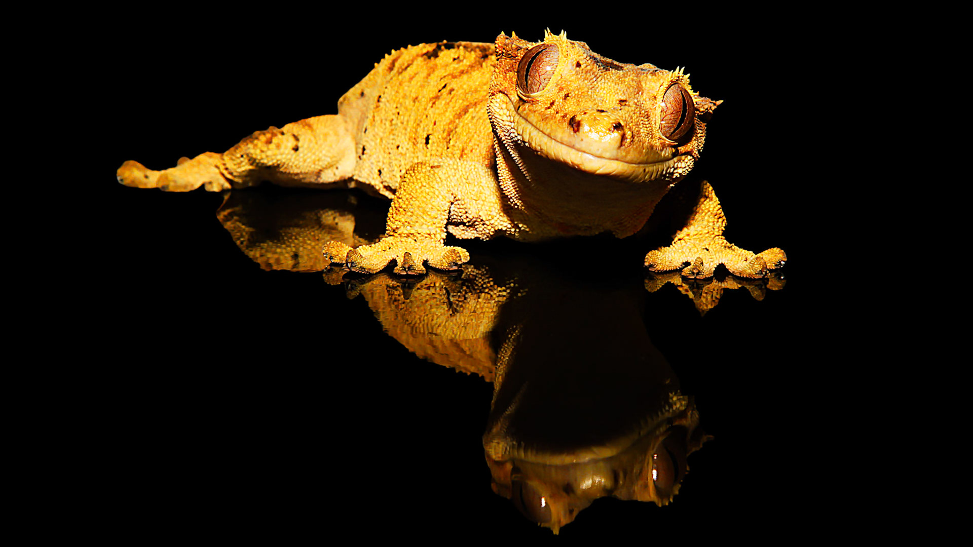 Avouez que je suis beau!