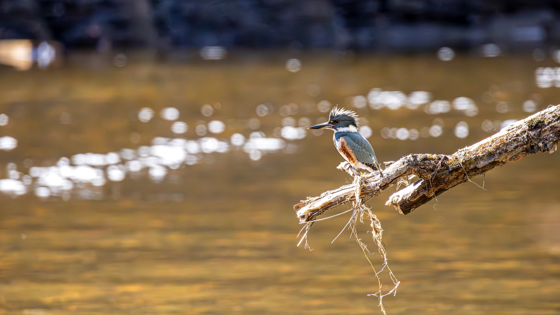 | Martin-pêcheur femelle | Barrage Saint-Jacques, Québec | 13 mai 2026 |