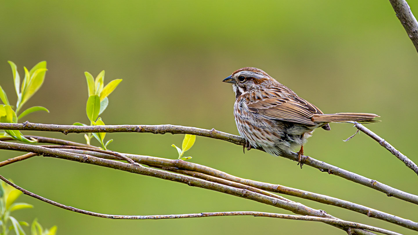 | Bruant chanteur | Parc de l'Escarpement secteur A, Québec | 22 mai 2026 |