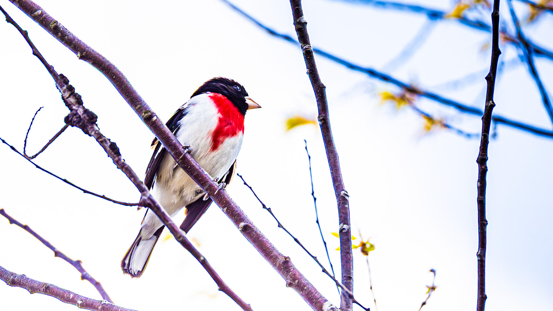 | Cardinal à poitrine rose mâle | Domaine Taschereau, Sainte-Marie, QC | 17 mai 2026 |
