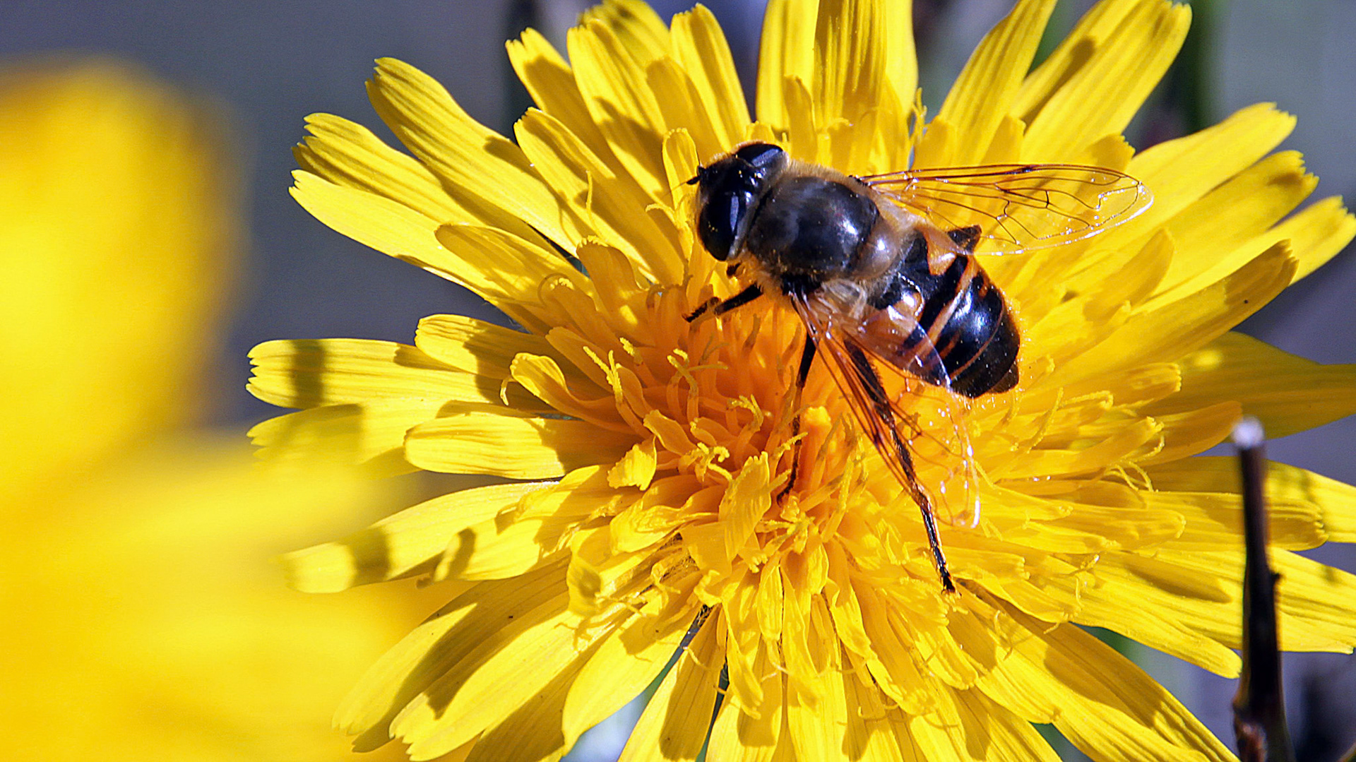Butiner les couleurs