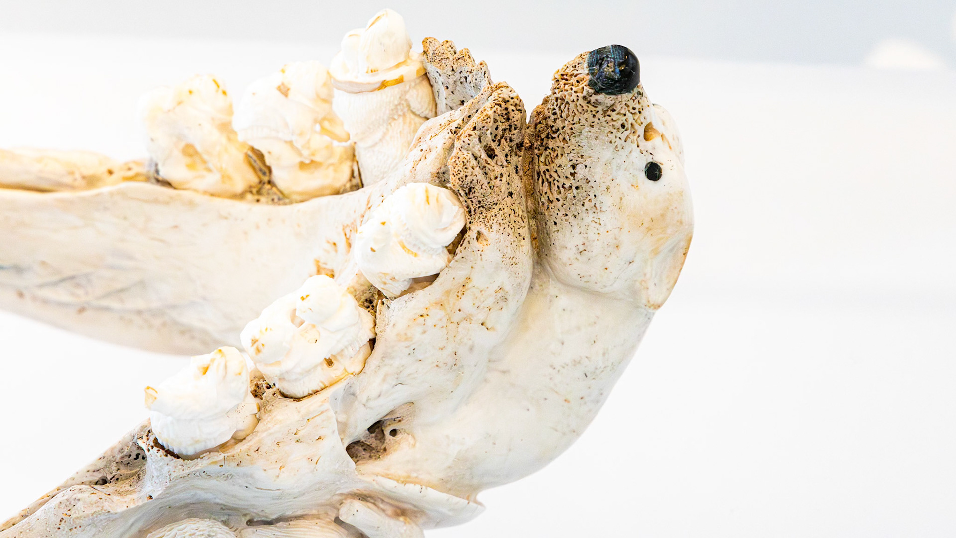 | Art inuit | Musée des Beaux-Arts du Québec | 14 mai 2026 |