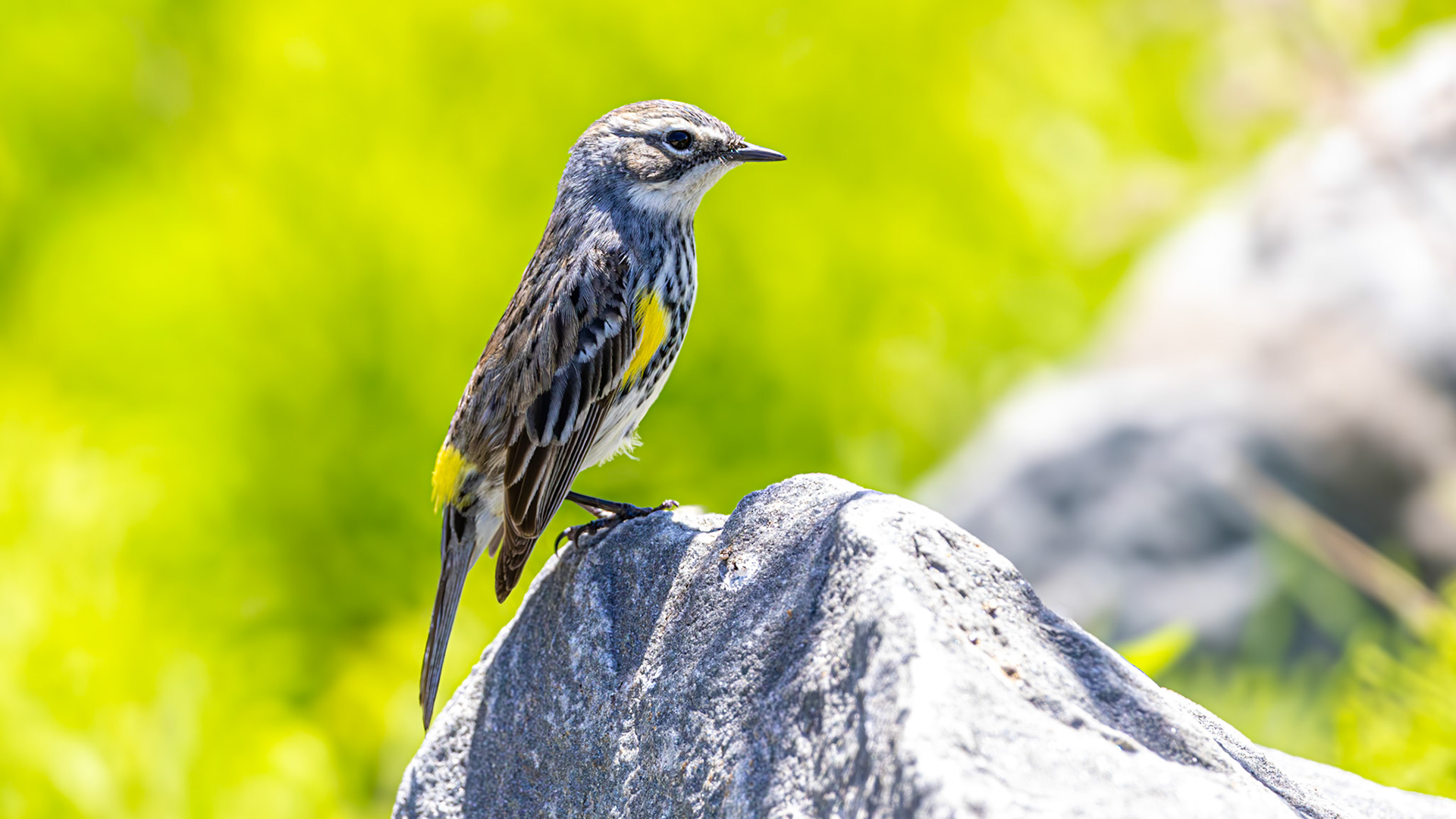 | Paruline à croupion jaune mâle | Réserve naturelle du Marais-Léon-Provancher | 23 mai 2026 |