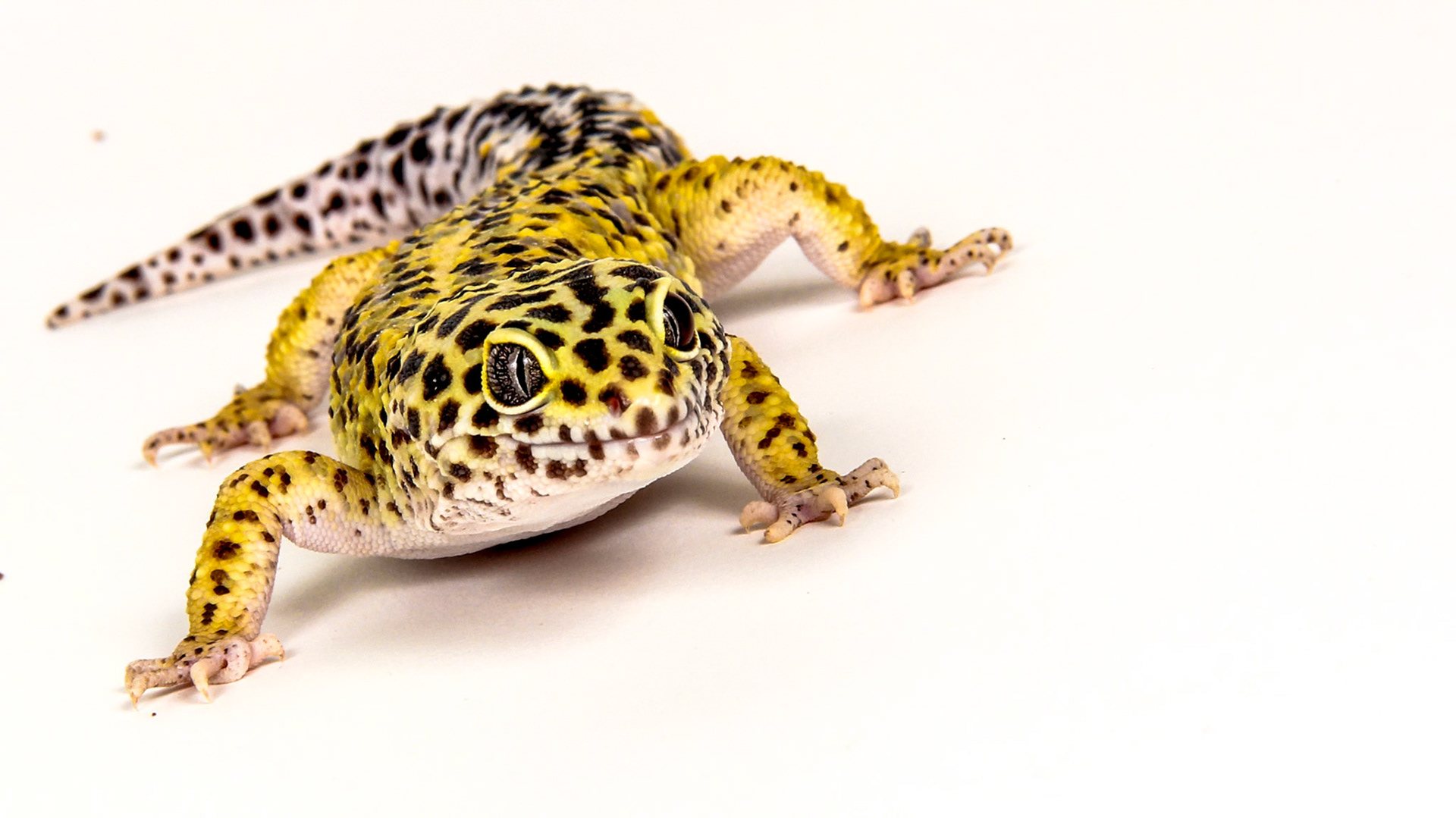 Pourquoi tu me regardes?