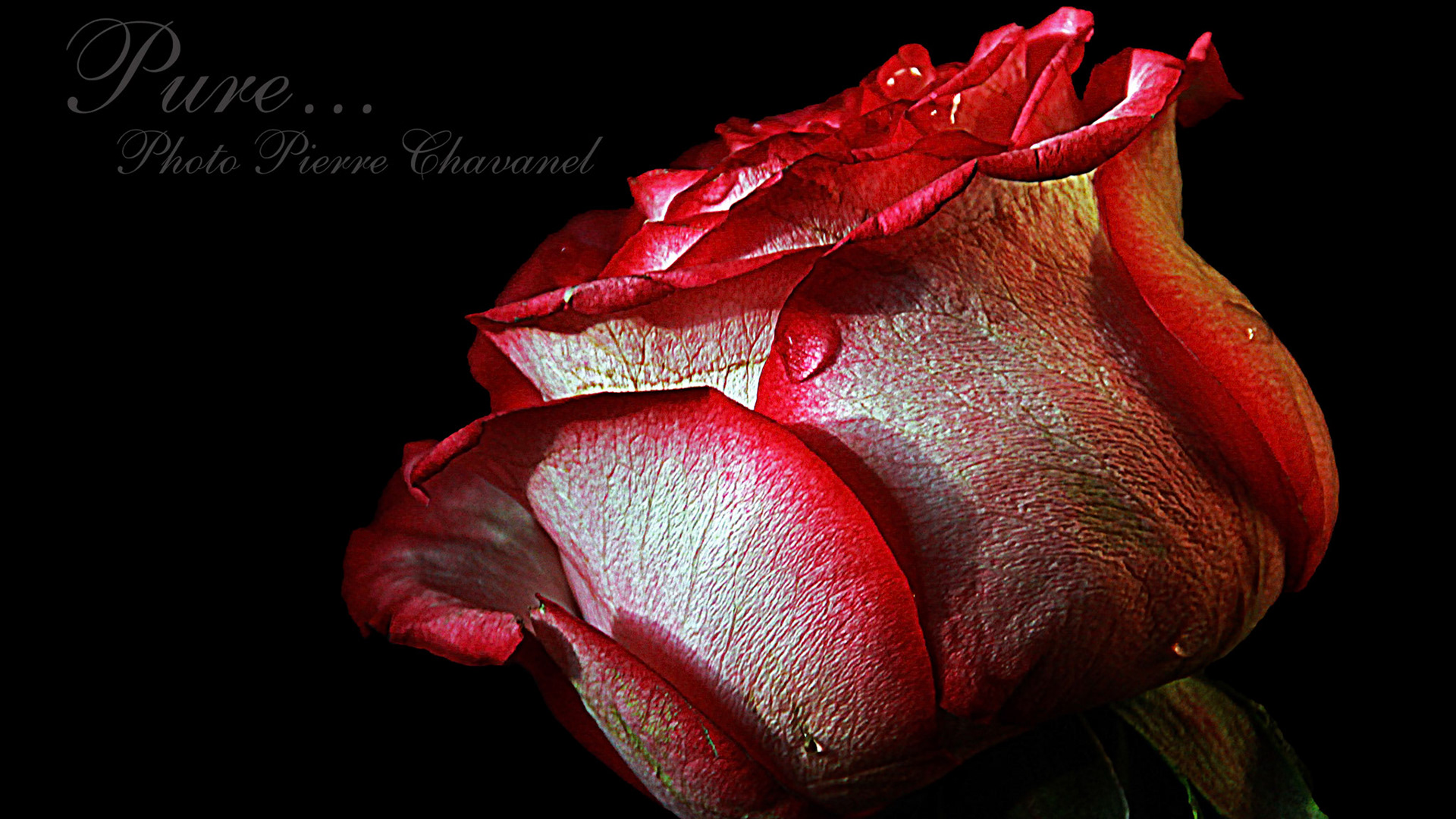 Qui est la plus belle, se demandait une rose placée devant un miroir.