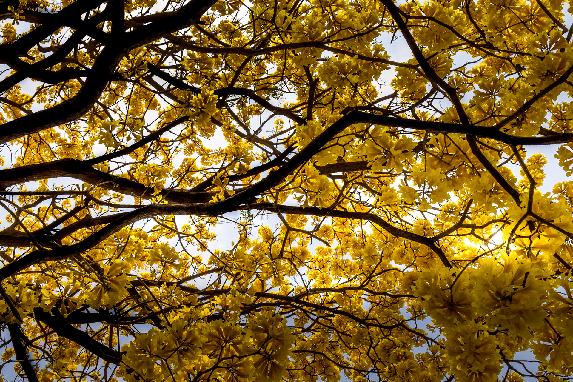 En tiempo de Guayacán