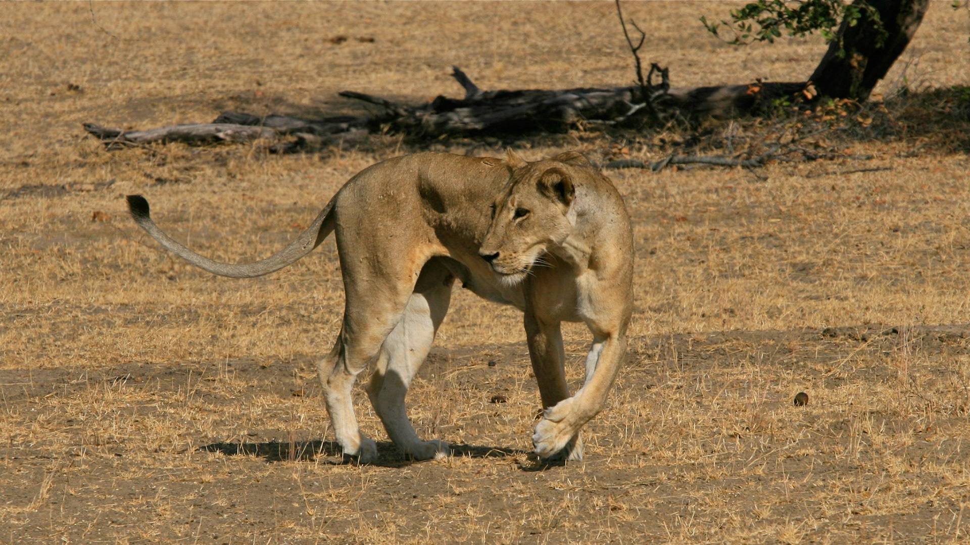 Lions Selous - 03