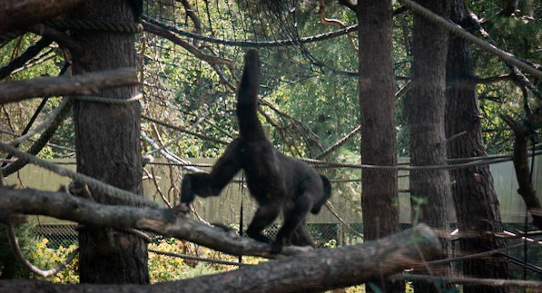 Monkey World