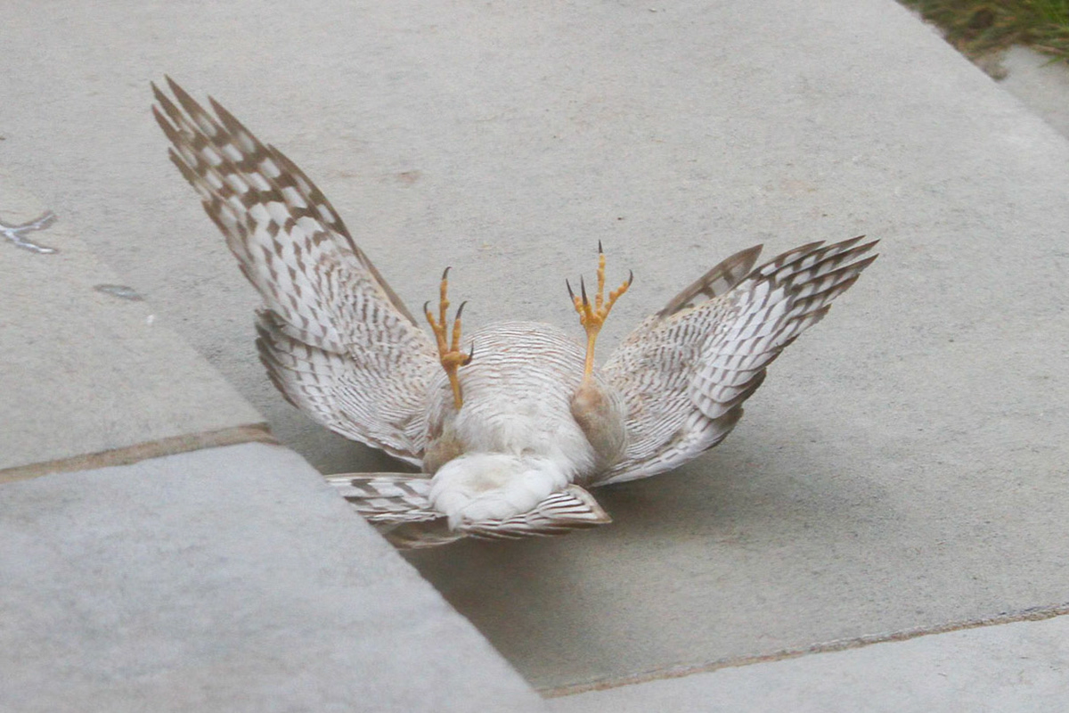 Injured Sparrow hawk