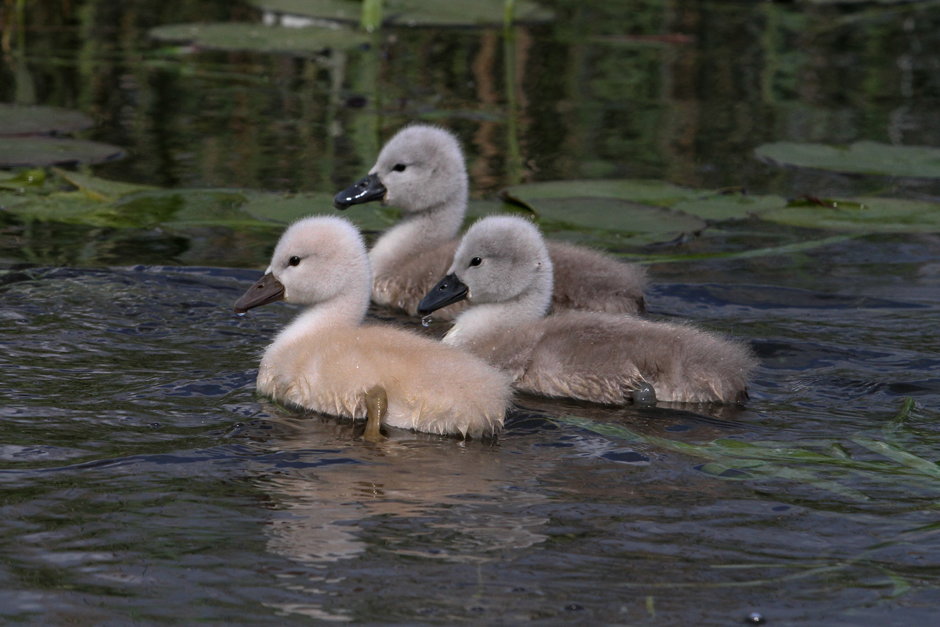 Baby swans