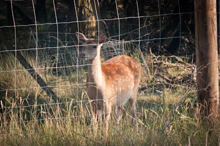 Oh deer