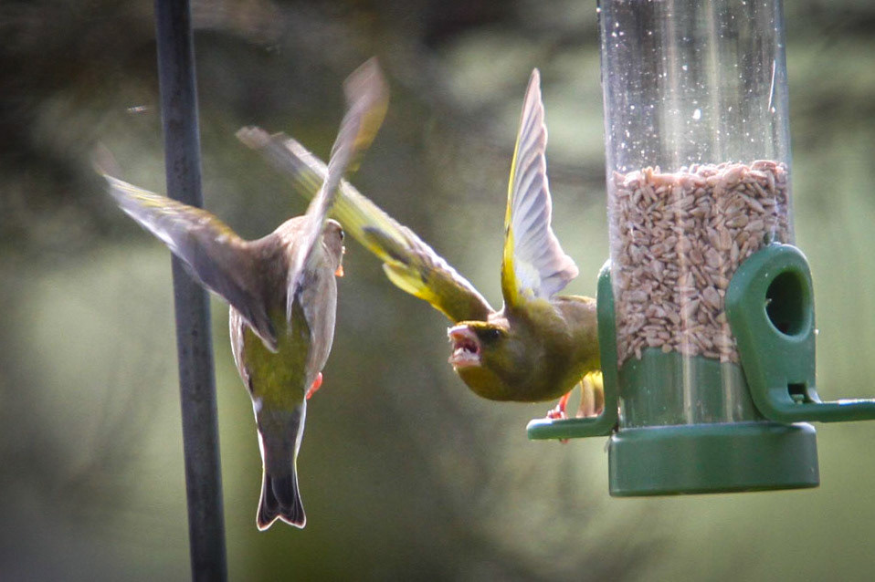 Greenfinch