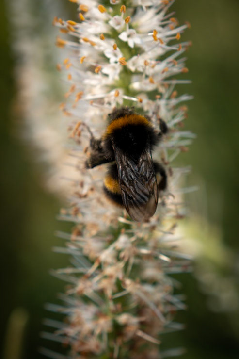 Bumble bee