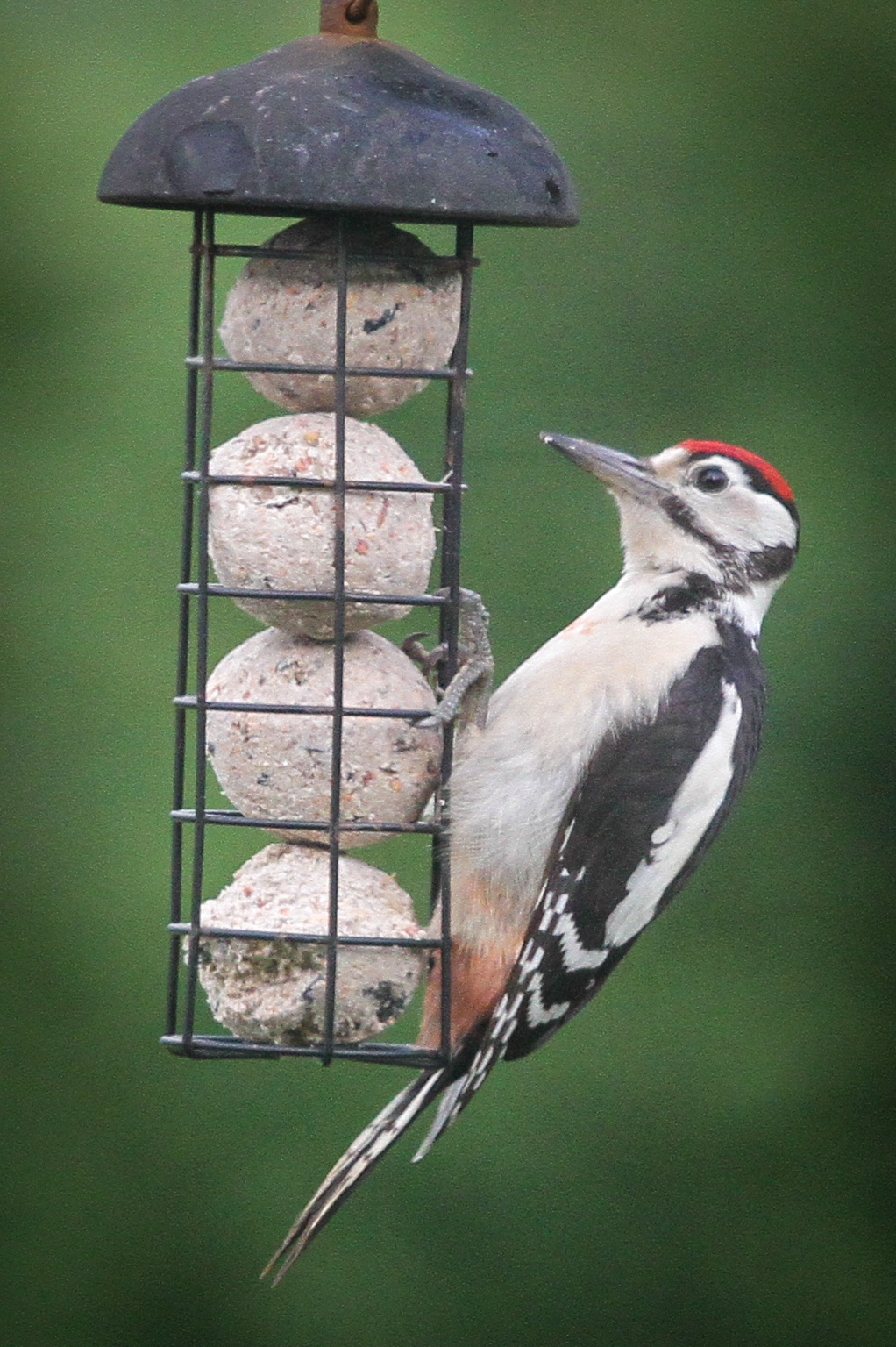 great spotted woodpecker