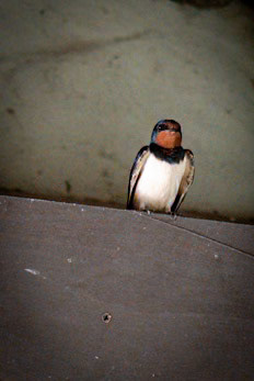 Swallow at Monkey World