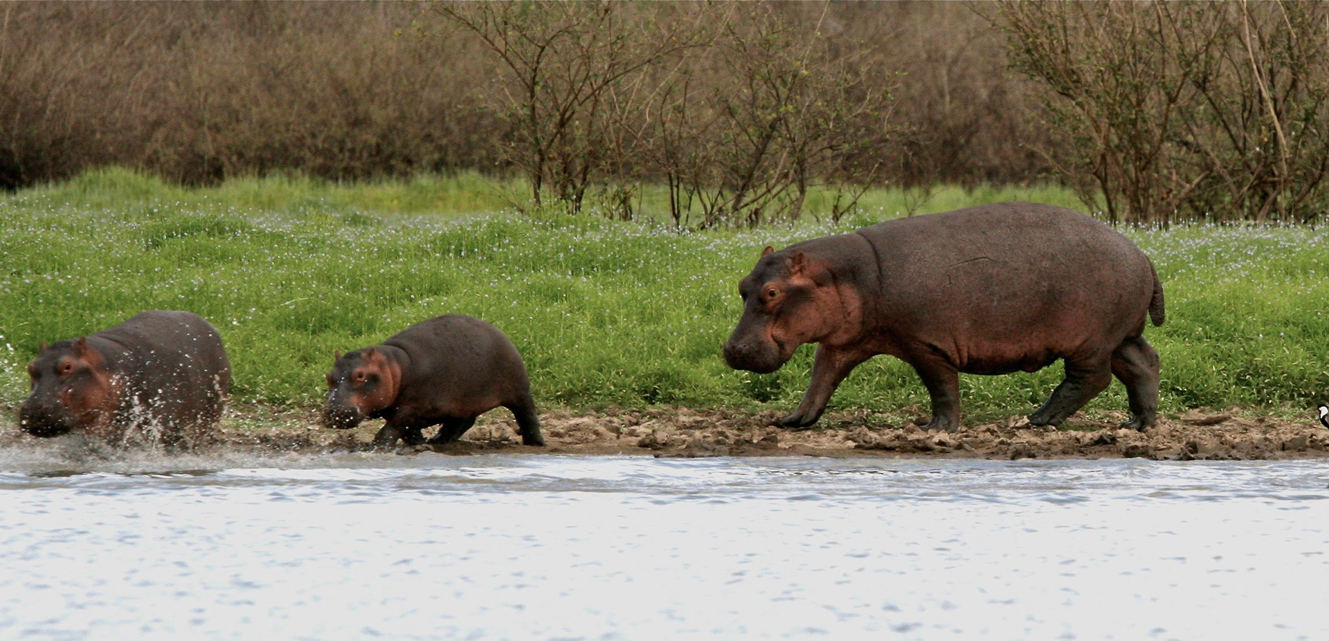 Hippos Selous - 2