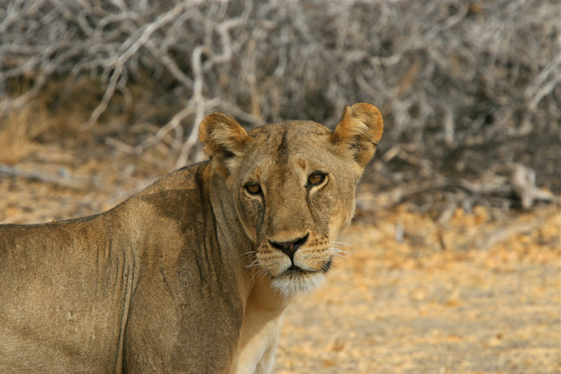 Lions Selous - 18