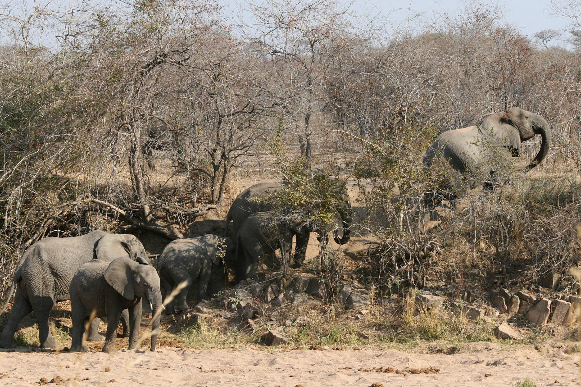 elephants Tanzania - 43