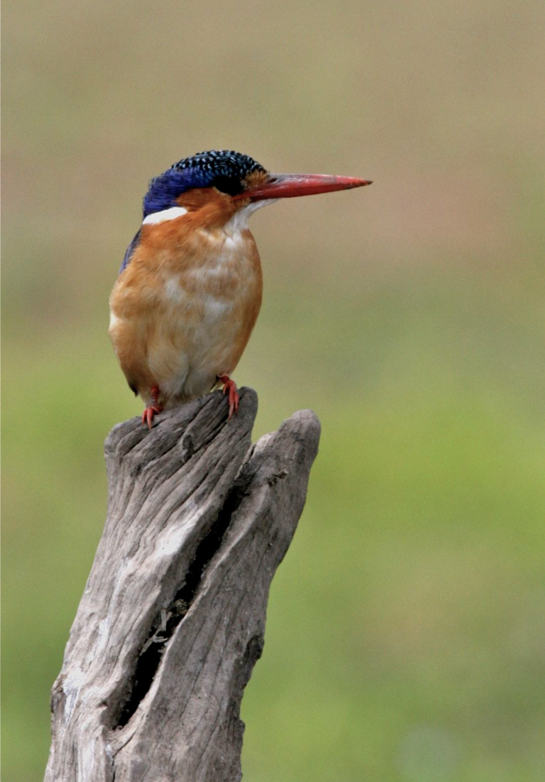 Malacite kingfisher, Selous - 2
