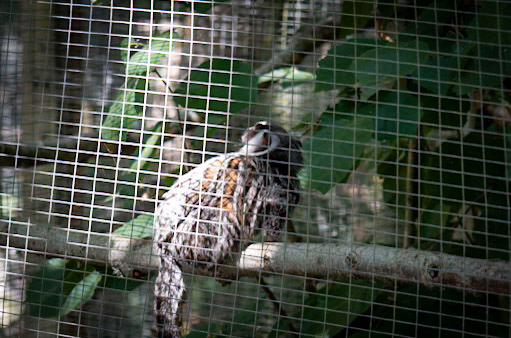 Monkey World