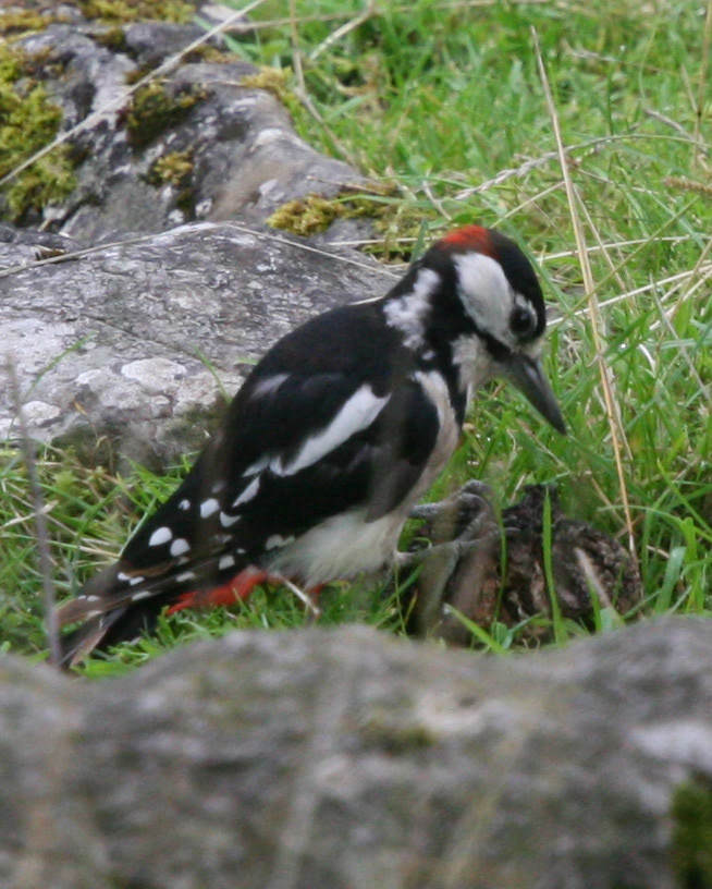 Lesser spotted woodpecker