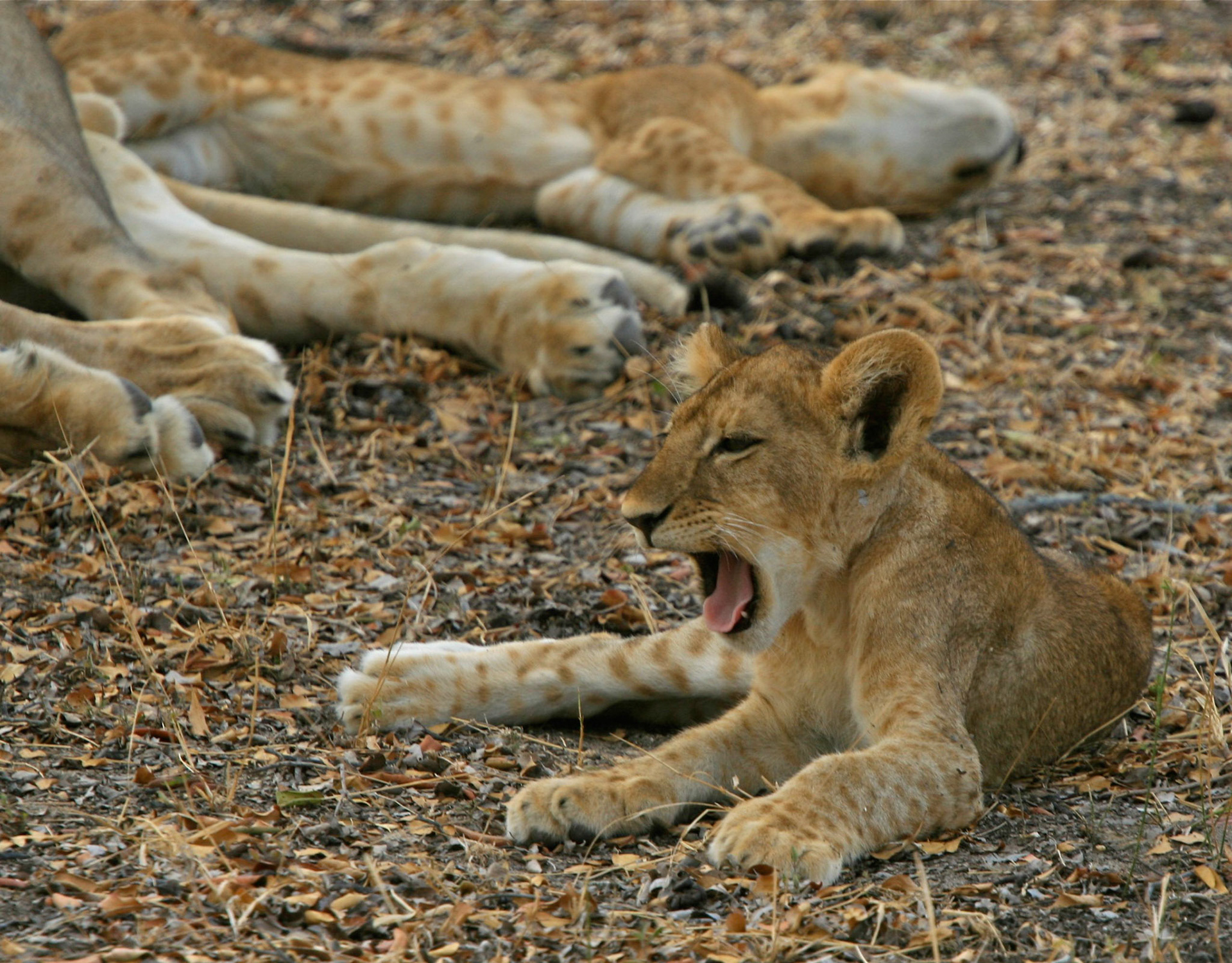 Lions Selous - 12
