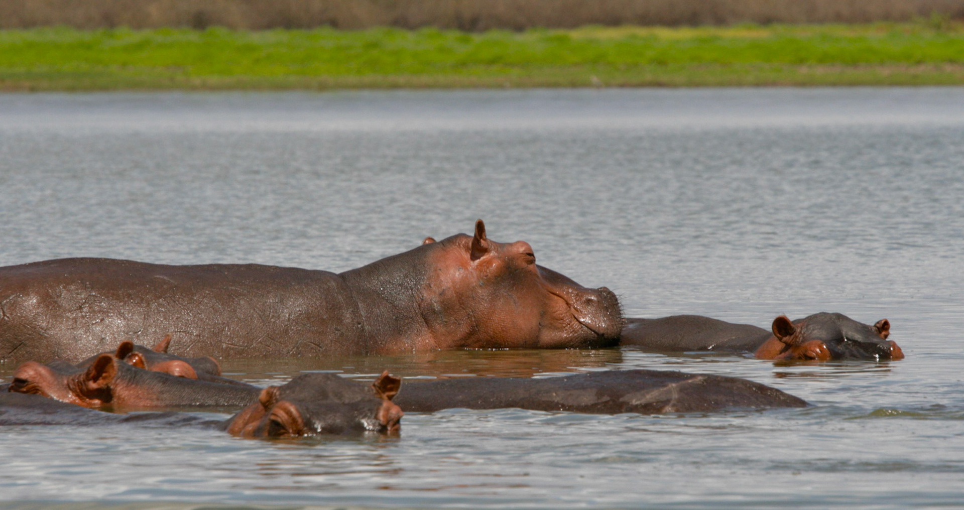 Hippos Selous - 1