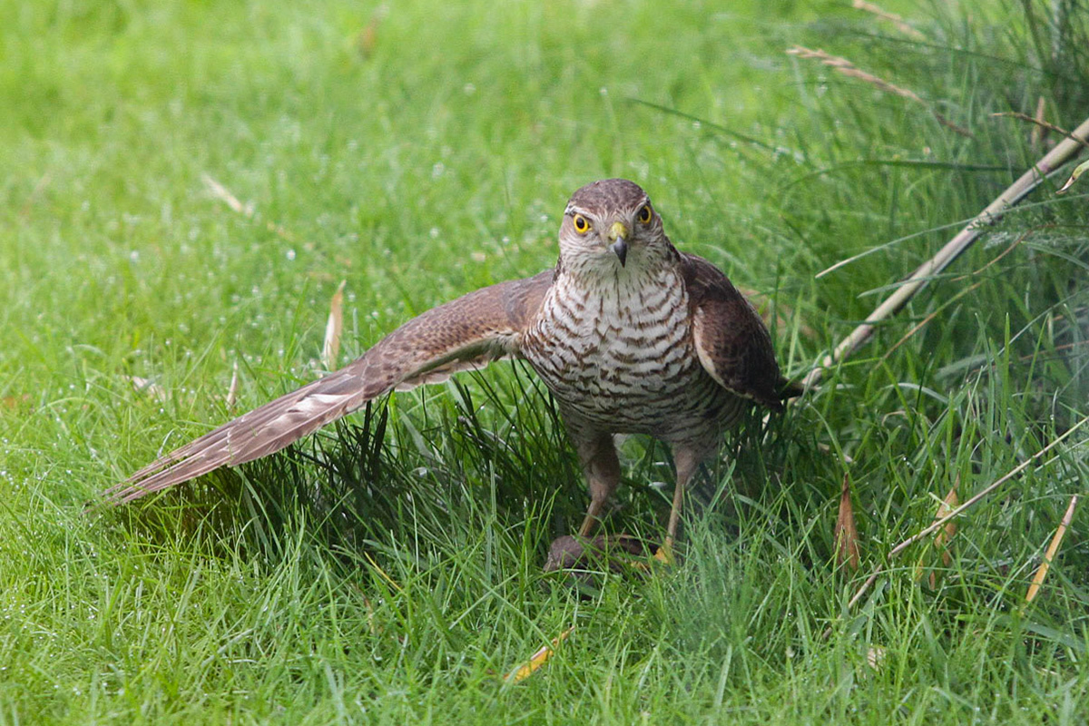 Injured sparrow hawk with meal