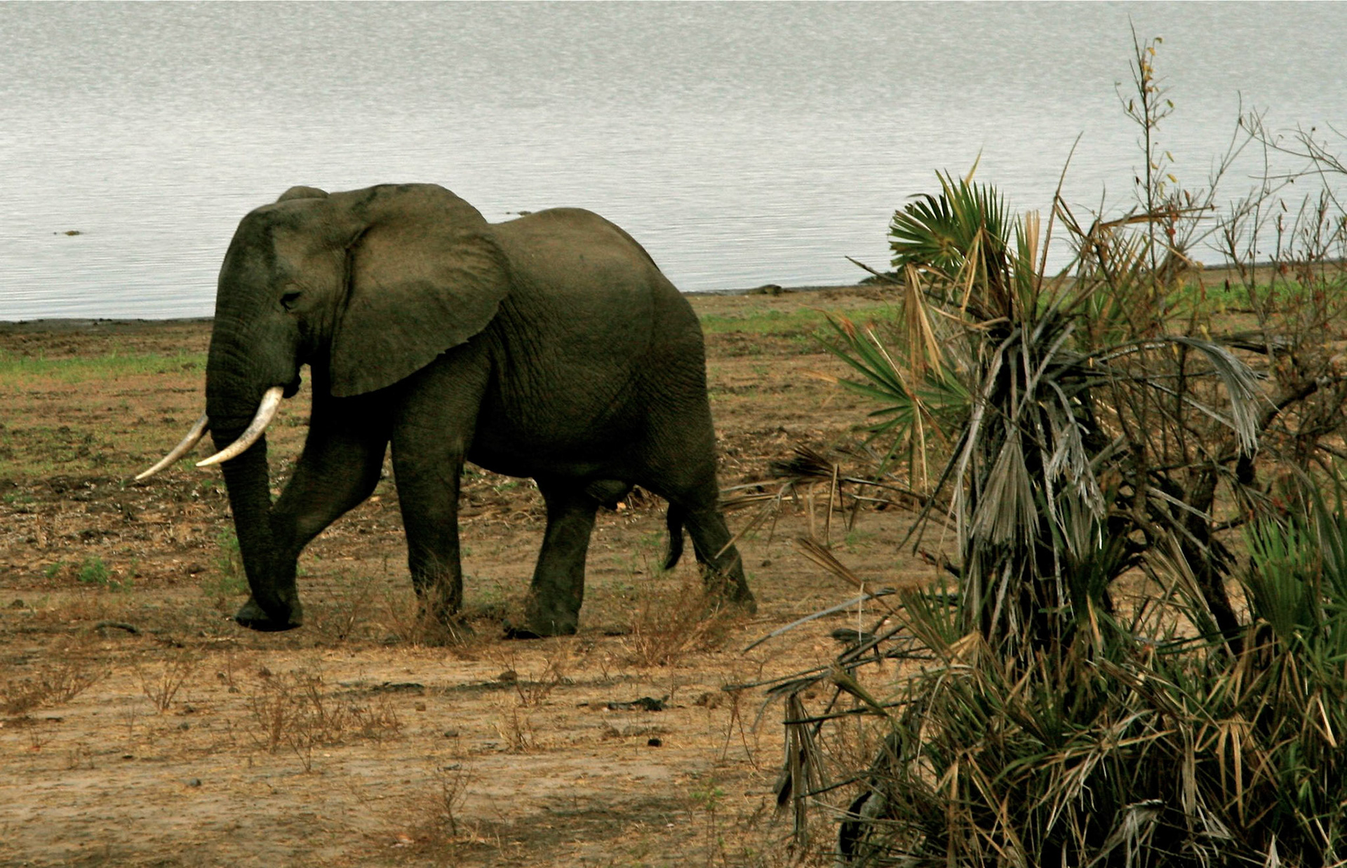 elephants selous camp - 1