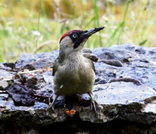 Greater spotted woodpecker