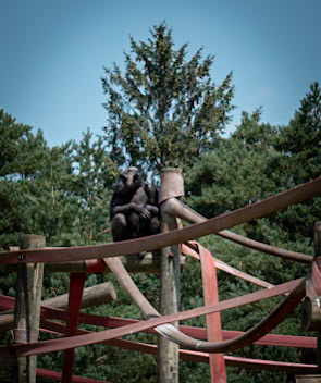 Monkey World