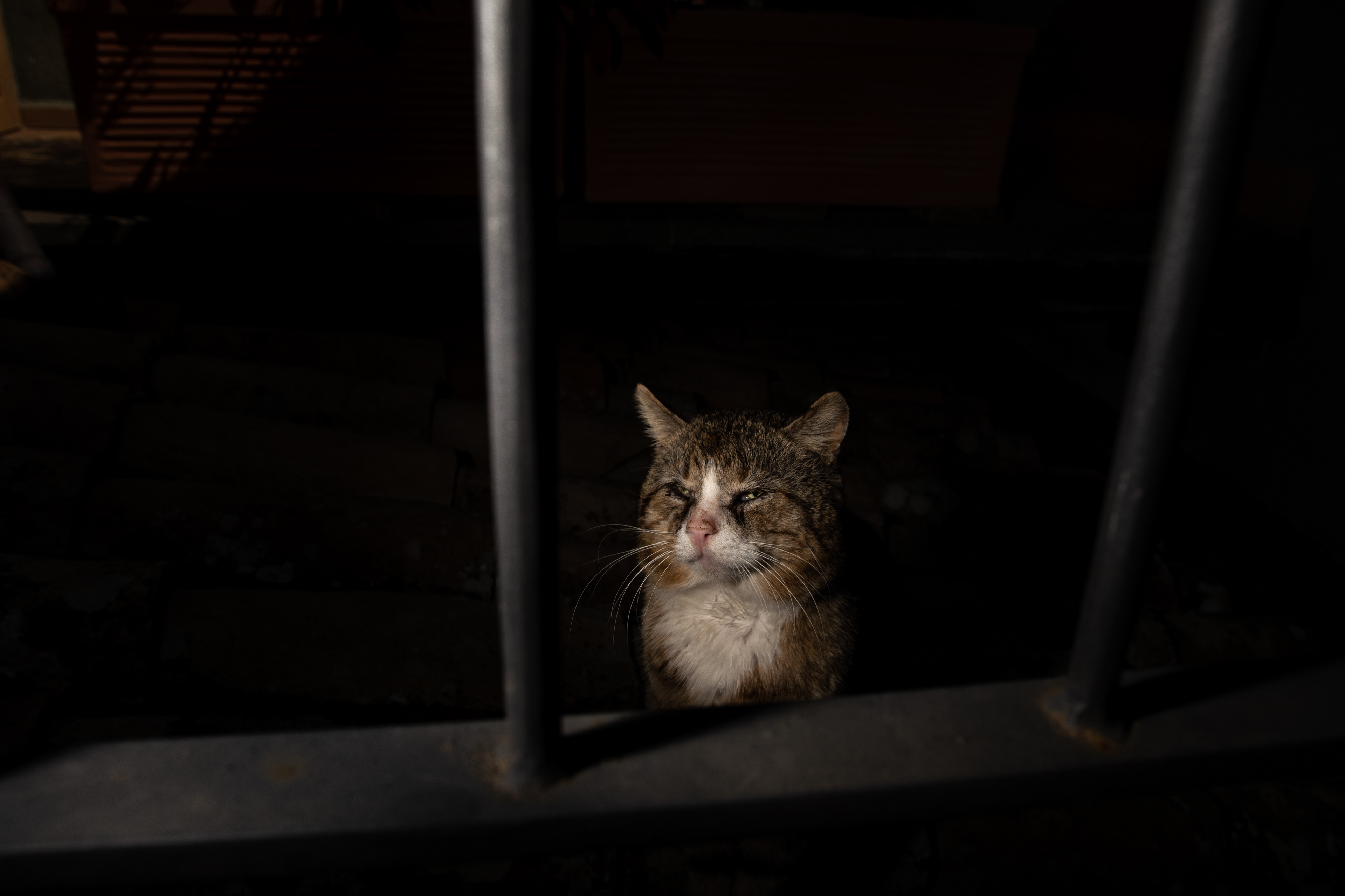 Stray cats are fixtures of our terrace
