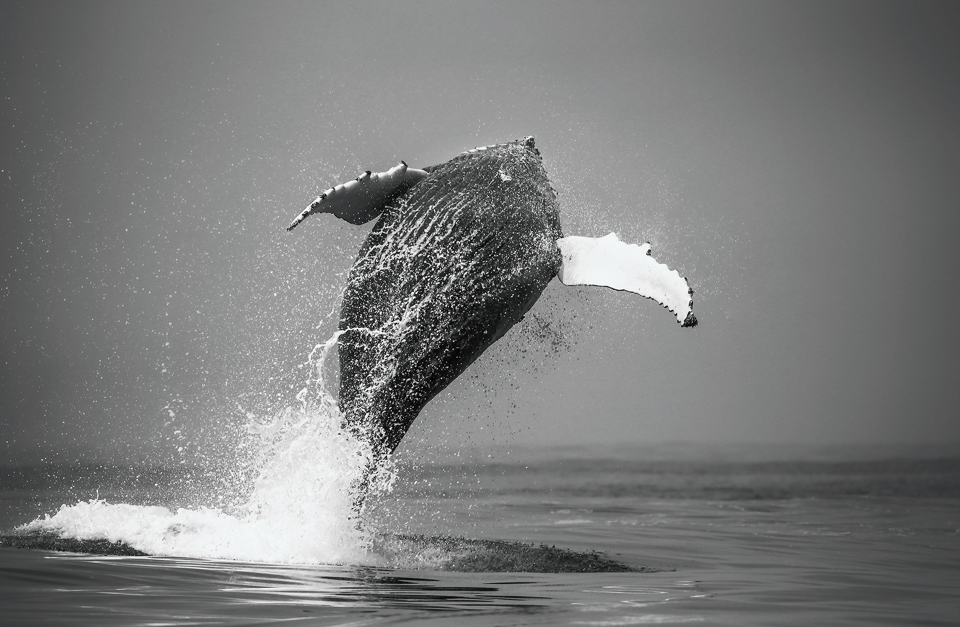 The photo of this breaching humpback whales was taken off the coast of Paternoster, where scientists are investigating the annual gathering of ‘super-groups’ of 200 or more individuals to gain more insights into the acoustic and social behaviors of this species. Special attention is devoted to how these behaviors are affected by anthropogenic noise (ships, seismic surveys, ...). Other threats include vessel strike, entanglement, ocean acidification and warming.