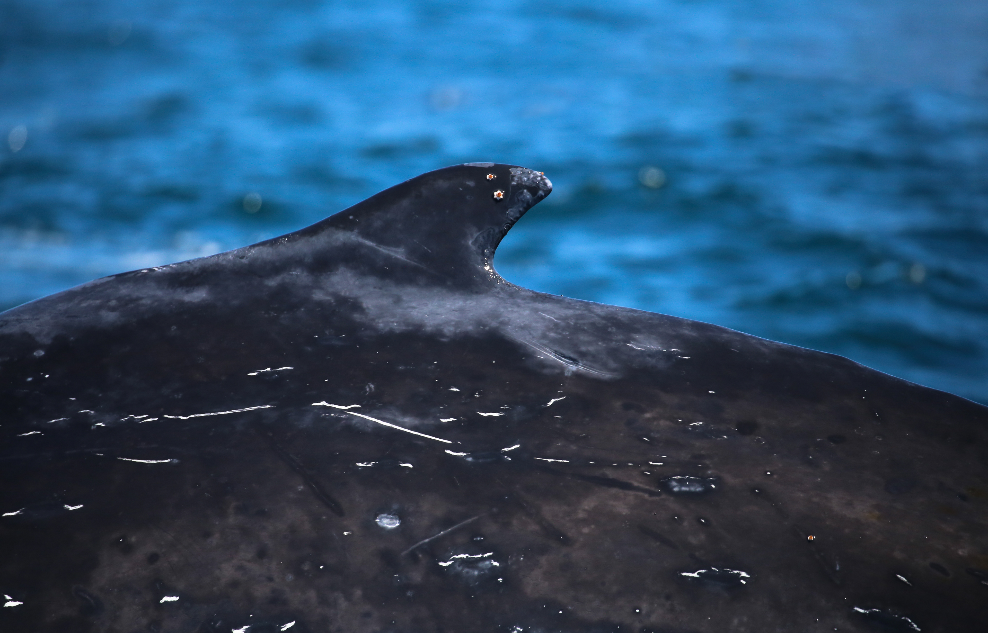 The SouthAfrican population doesn't exhibit a fluke diving behavior quite so often, so photo-ID by pectoral fin matching is preferred