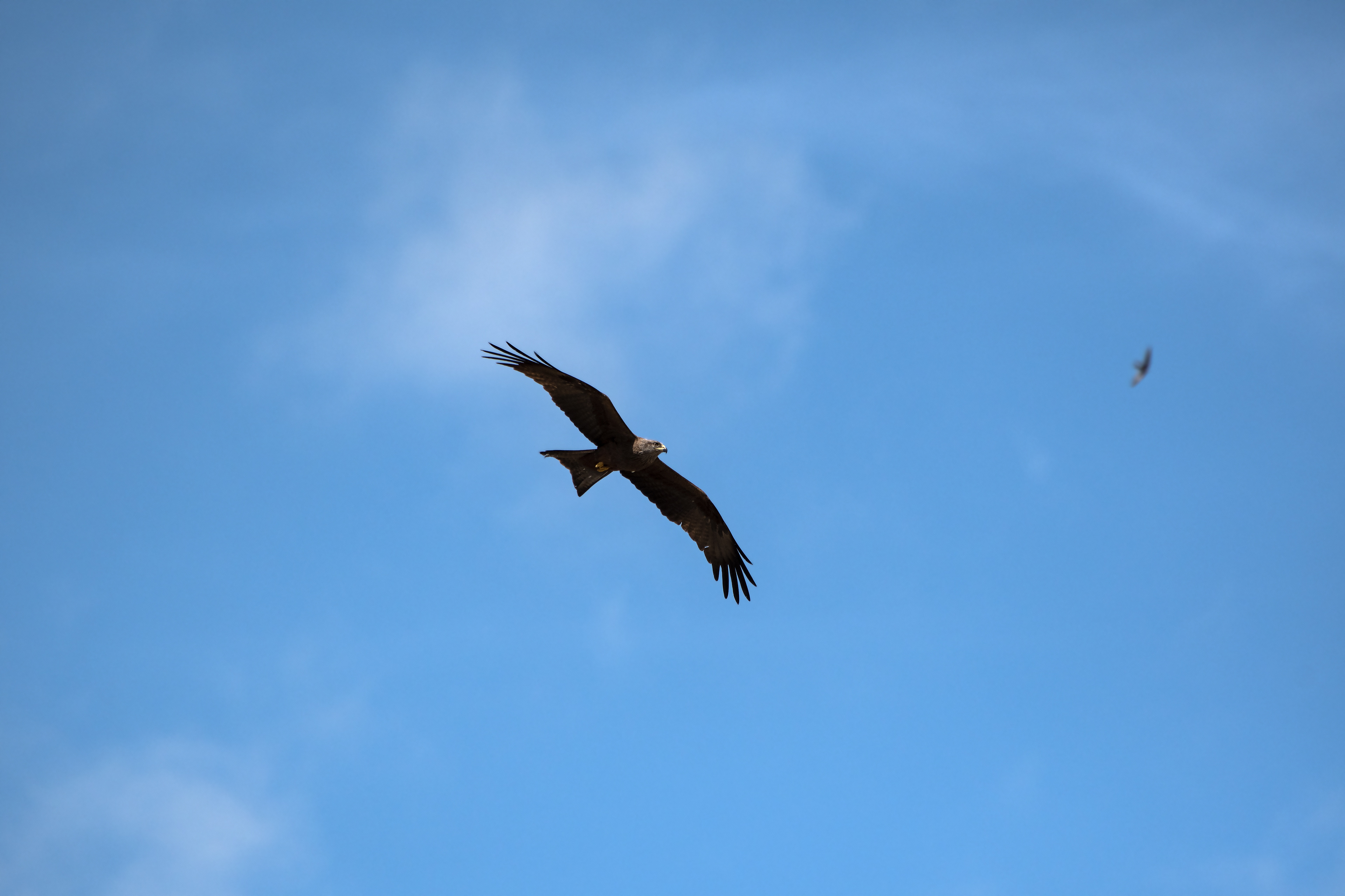 A black kite patrols the sky above my terrace