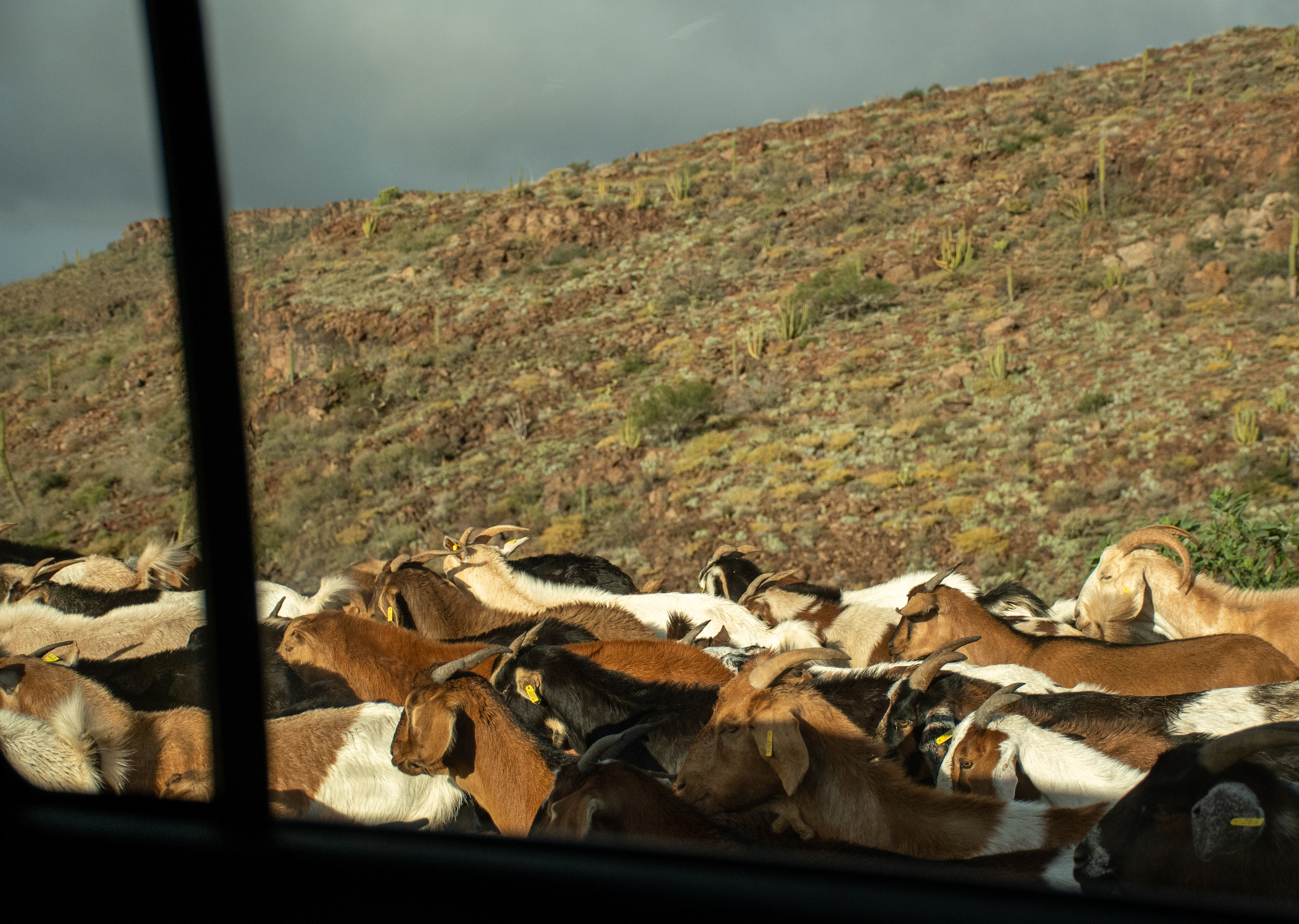 Traffic jam in the Sierra de San Francisco