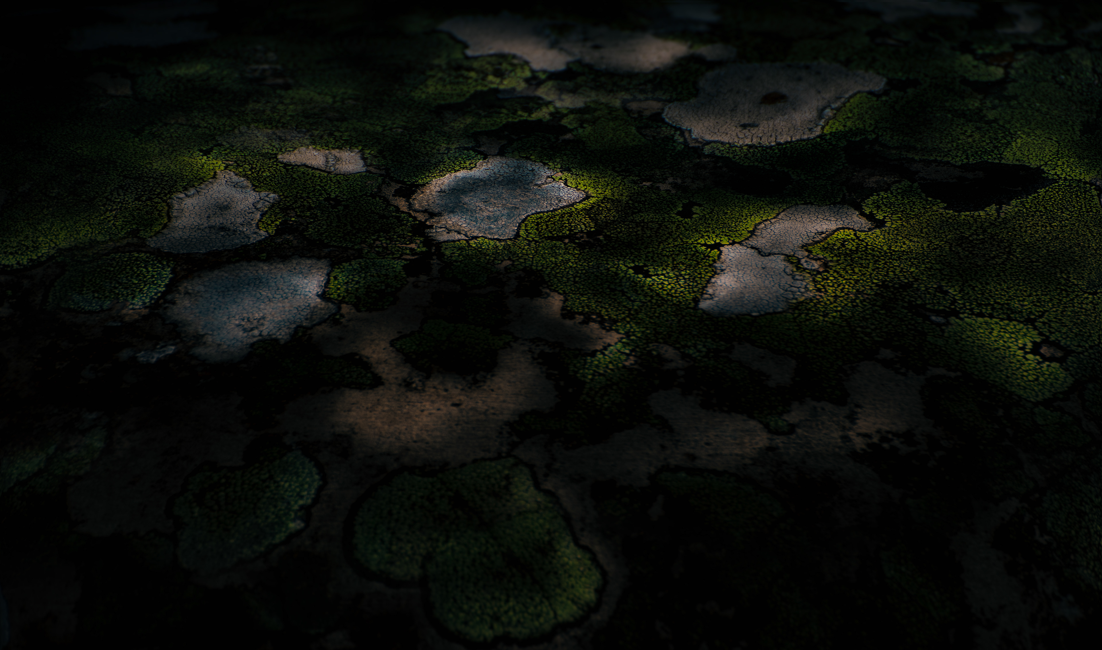 Lichens spreads over a roof tile