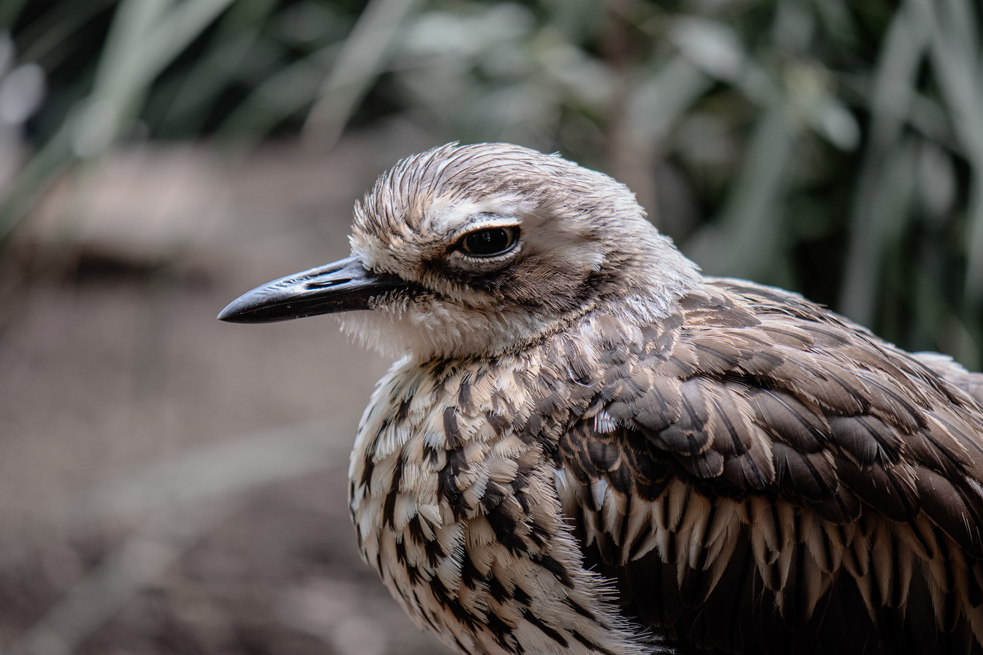 I did what I had to do. Said Bush stone-curlew.