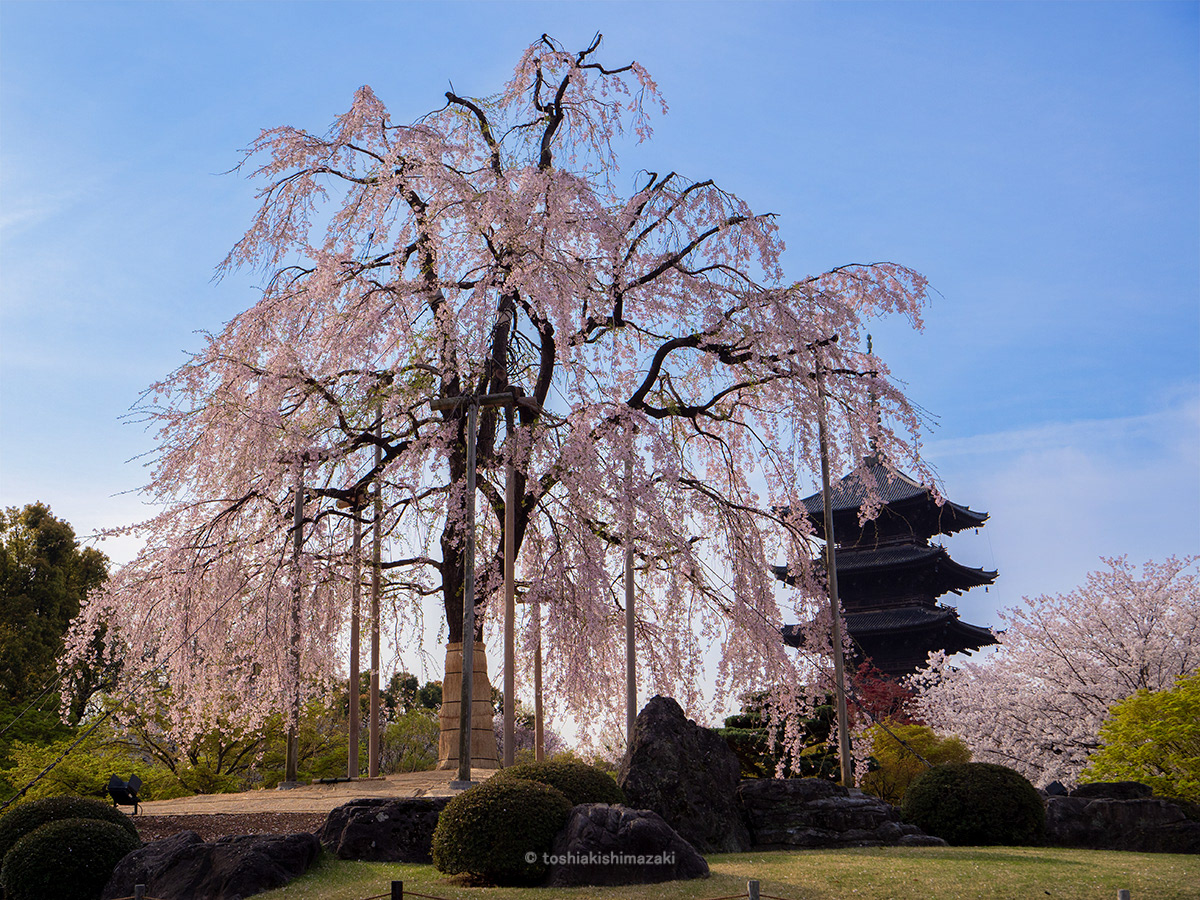 Sakura at Toji Temple