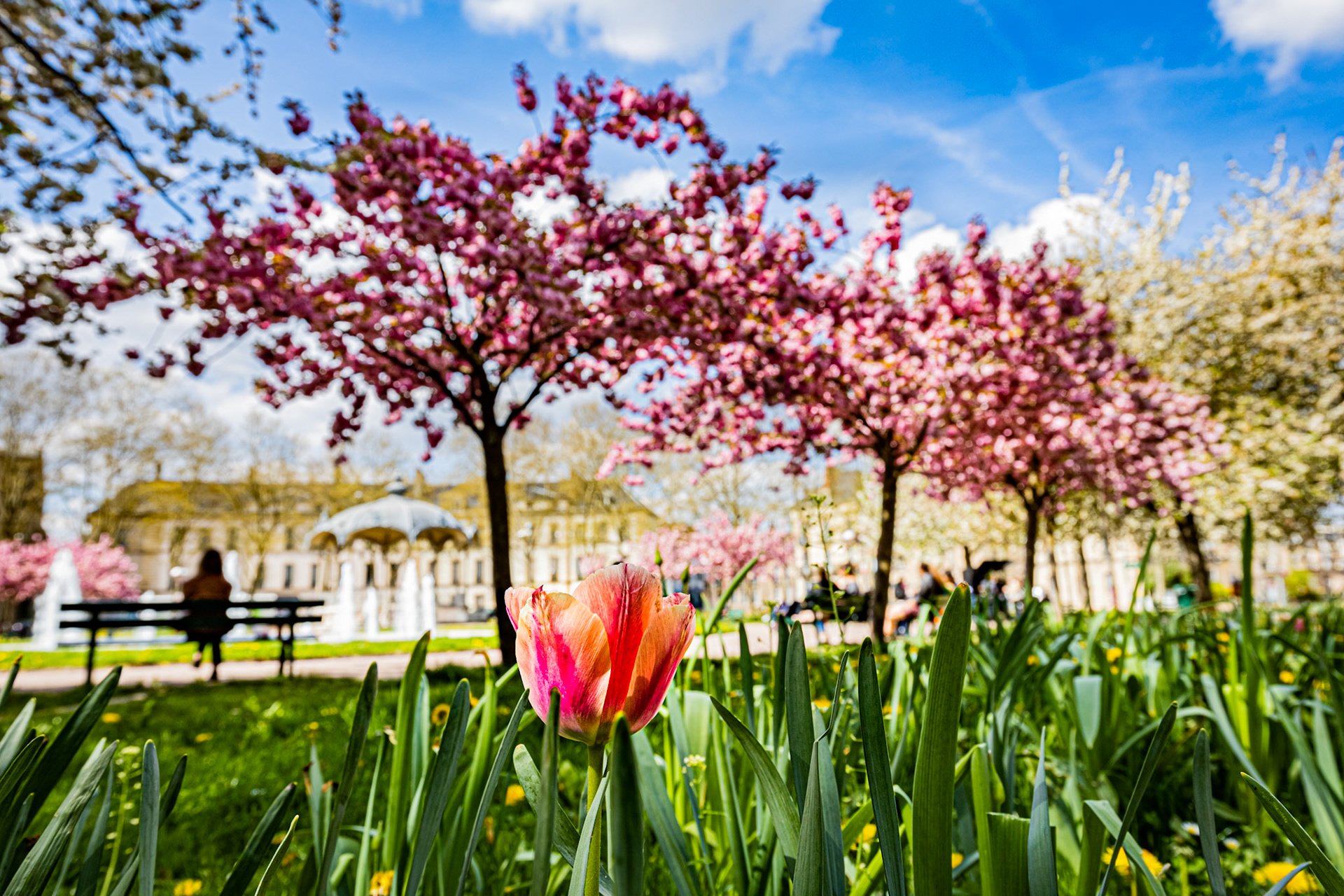 La place Wilson aux couleurs du printemps et ses cerisiers japonais en fleur.