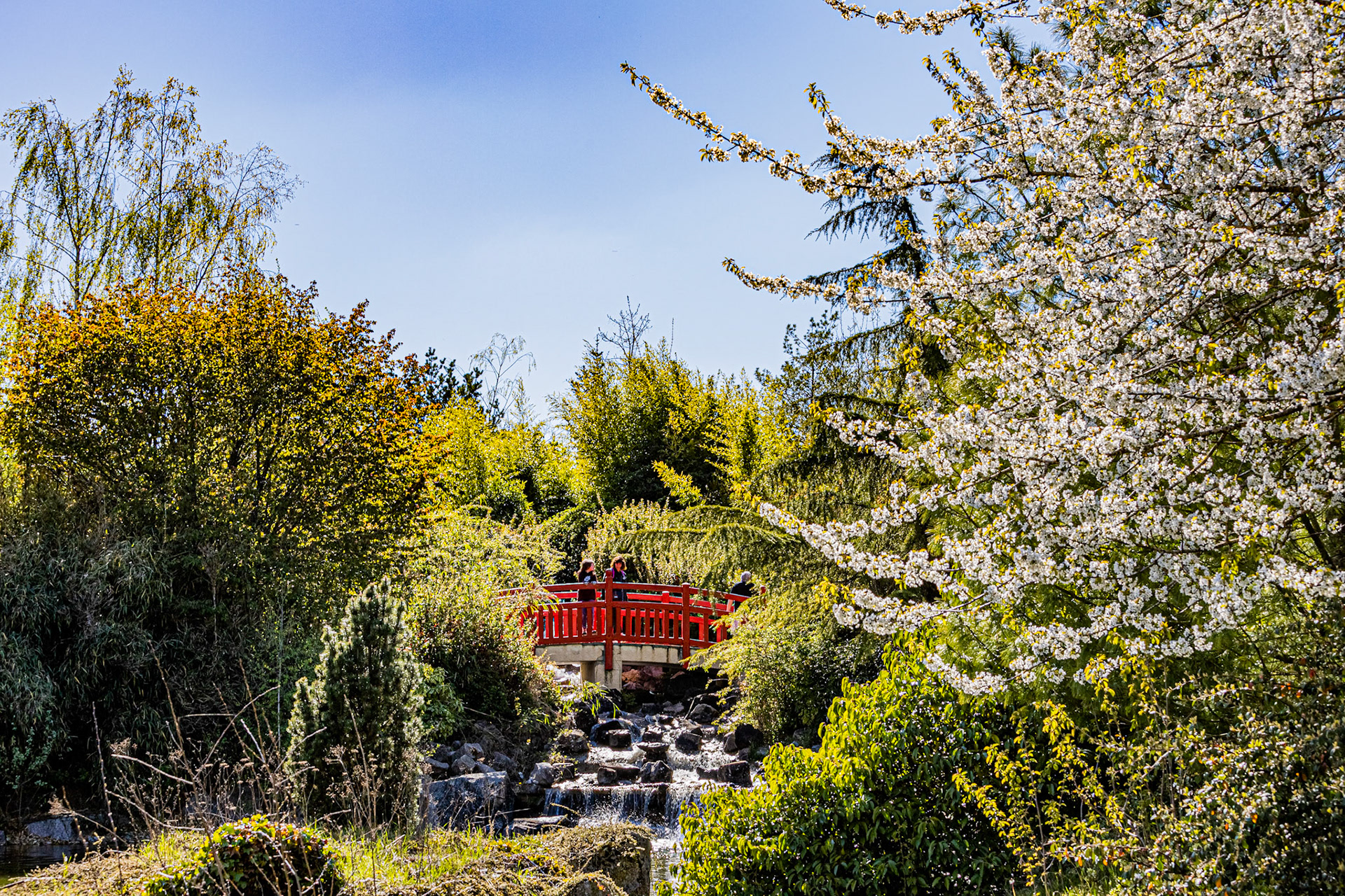 Le jardin japonais à Dijon aux couleurs du printemps.
